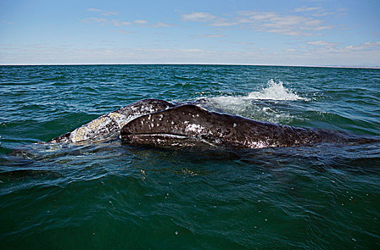 灰鲸,母亲,诞生,幼兽,迁徙,下加利福尼亚州,墨西哥