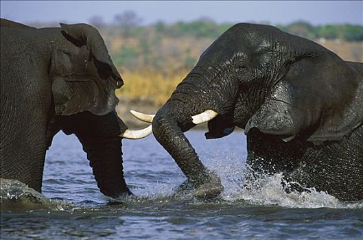 非洲象,幼小,玩,河,乔贝国家公园,博茨瓦纳