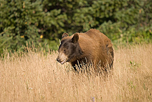 熊,站立,高草,瓦特顿湖国家公园,艾伯塔省,加拿大