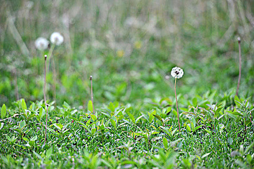 小草蒲公英花球