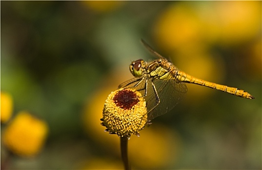 黄色,蜻蜓