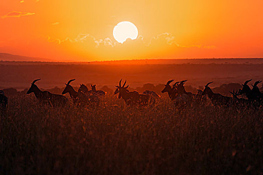 牧群,日出,马赛马拉,肯尼亚,非洲