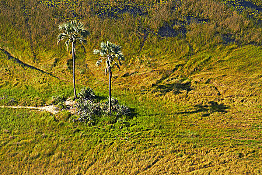 棕榈树,奥卡万戈三角洲,博茨瓦纳,非洲
