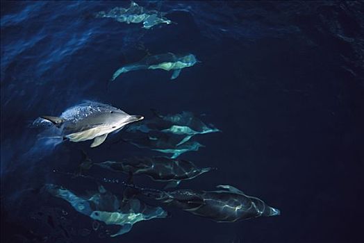 常见海豚,真海豚,游动,平静,水,金色,南岛,新西兰