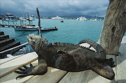 海鬣蜥,码头,圣克鲁斯岛,加拉帕戈斯群岛,厄瓜多尔
