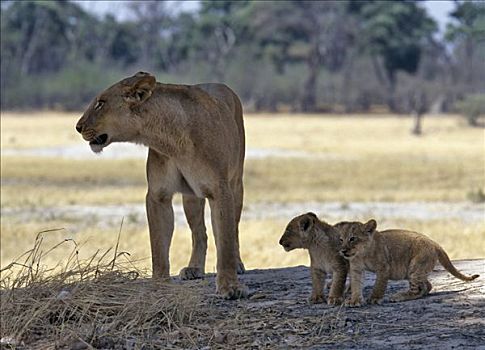 雌狮,玩,遮蔽,莫瑞米,野生动植物保护区,岛屿,自然保护区,非洲,地方特色,非洲人,防护,不同,生态系统,中心