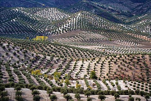 俯视,橄榄,果园,安达卢西亚,西班牙