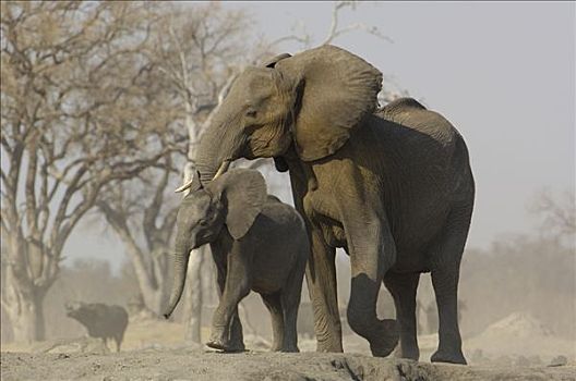 非洲象,母兽,脆弱,非洲