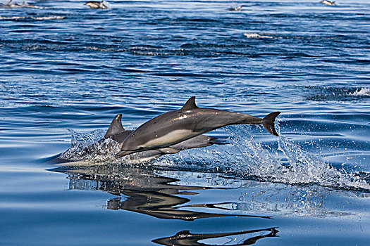真海豚,海豚,一对,跳跃,圣地亚哥,加利福尼亚