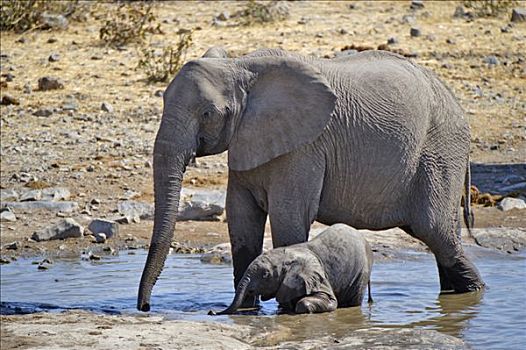 非洲,灌木,大象,非洲象,幼兽,水坑,埃托沙国家公园,纳米比亚