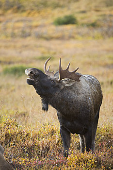 幼兽,驼鹿,雄性动物,展示,嘴唇,季节,电线,楚加奇州立公园,楚加奇山,阿拉斯加