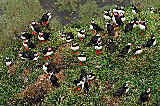 大西洋角嘴海雀,角嘴海雀,北极,群,冰岛