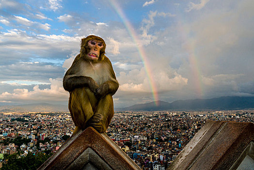 猕猴,坐,墙壁,四眼天神庙,风景,房子,城市,彩虹,后面,加德满都,地区,尼泊尔,亚洲