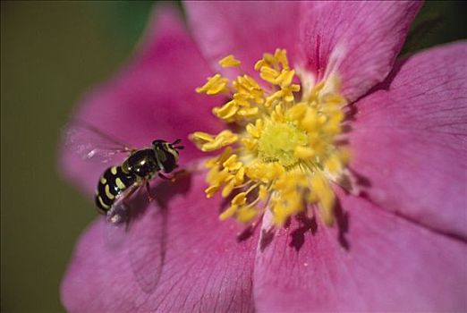 食蚜蝇科,模仿,蜜蜂,草原,玫瑰,粉色,北美