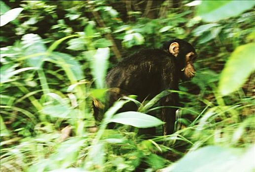 黑猩猩,类人猿,幼小,丛林,加蓬