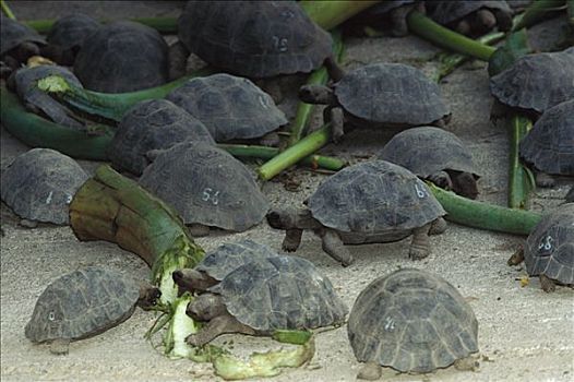加拉帕戈斯巨龟,加拉帕戈斯象龟,伊莎贝拉岛,加拉帕戈斯群岛,厄瓜多尔