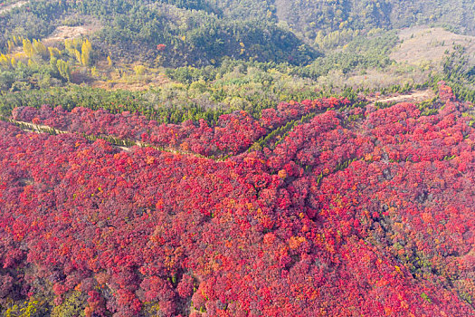 航拍济南南部山区红叶