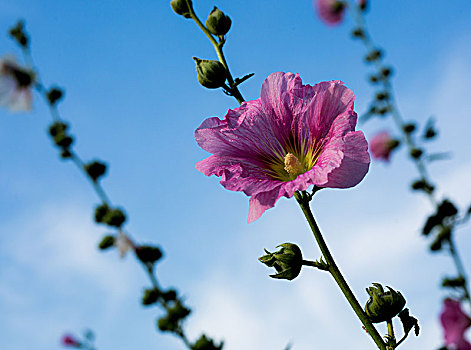 蜀葵开花,锦葵