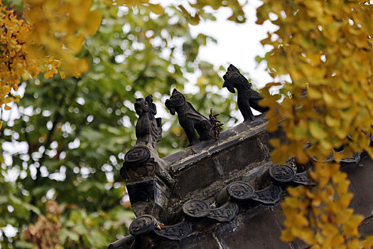 山东省日照市,满树挂满黄金叶,浮来山千年银杏树迎来最美时节