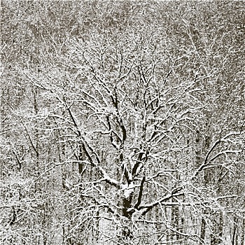大雪,橡树,树林,冬天,下雪