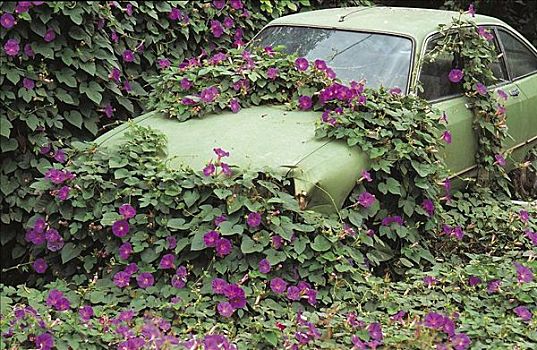 老,汽车,植物,可因布拉,葡萄牙,欧洲