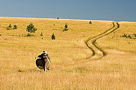 女人,草地,草原,不列颠哥伦比亚省,加拿大