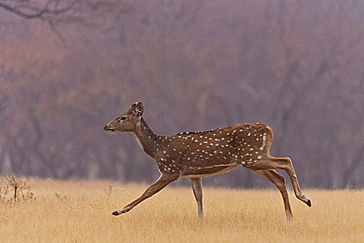 斑点,轴,鹿,花鹿,跑,草地,干燥,落叶林,拉贾斯坦邦,国家公园,印度,亚洲