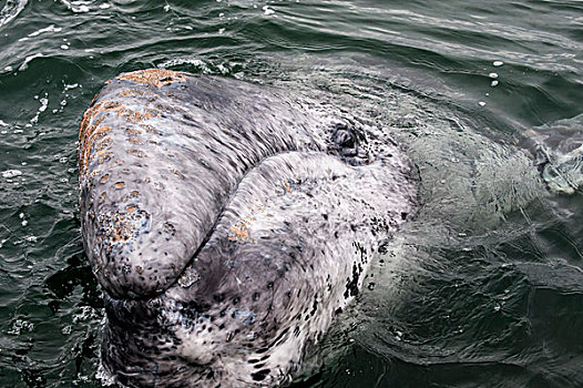 灰鲸,水面,下加利福尼亚州,墨西哥