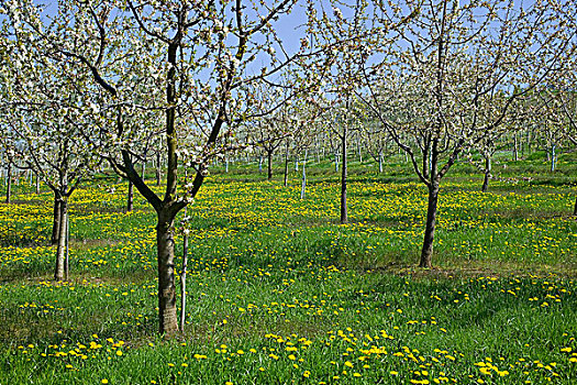 德国,果园,盛开,苹果树,蒲公英,黄花,春天