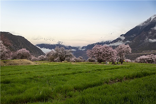 野桃花观赏圣地索松村