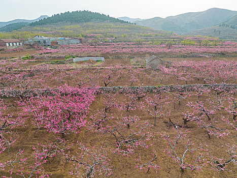 航拍济南南部山区桃花梨花