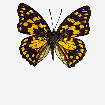 黄帅蛱蝶蝴蝶标本