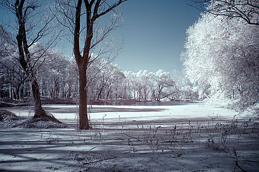 雪景