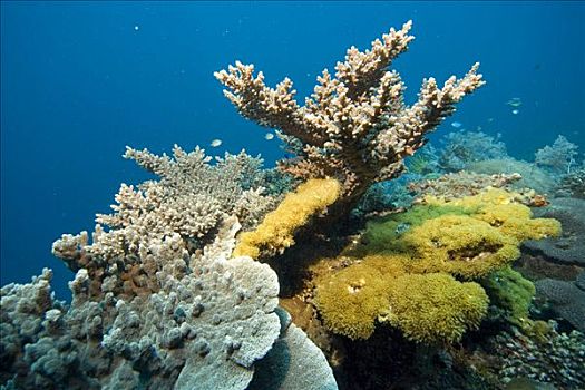 珊瑚礁,石头,珊瑚,软珊瑚,菲律宾,太平洋