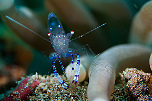 海葵,虾,苏拉威西岛,印度尼西亚