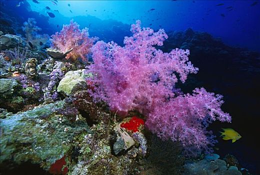 软珊瑚,脚,深,巴布亚新几内亚