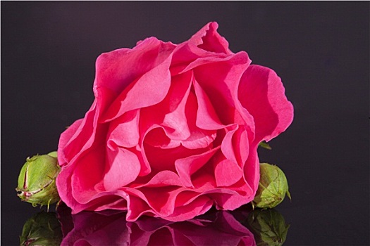 一朵花,粉红玫瑰,芽,隔绝,深色背景