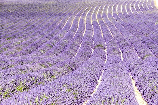 薰衣草种植区,瓦伦索高原,普罗旺斯,法国