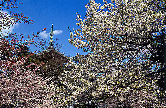 日本,东京,上野,公园,樱花