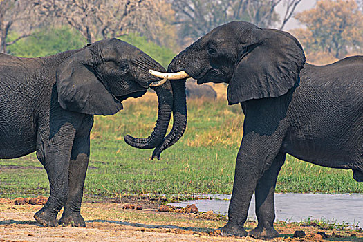 博茨瓦纳,奥卡万戈三角洲,两个,幼兽,雄性,大象,非洲象,玩,水