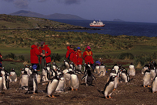 福克兰群岛,畜体,游客,巴布亚企鹅,生物群,探索者,背景