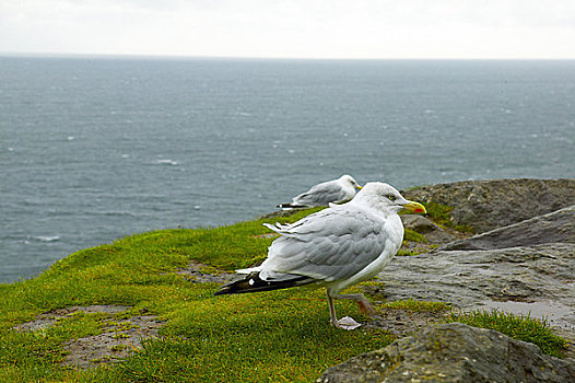 银鸥,栖息,悬崖,丁格尔半岛,爱尔兰