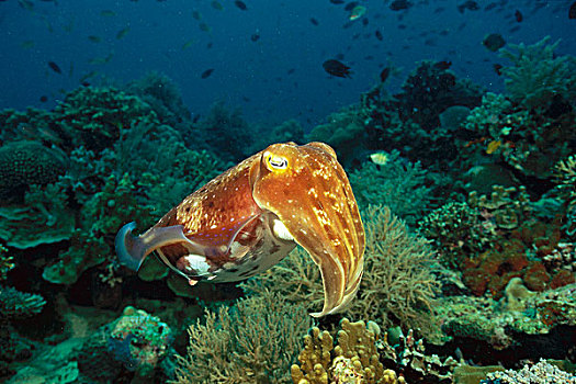 深褐色,珊瑚礁,万鸦老,苏拉威西岛,印度尼西亚