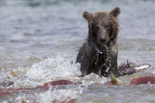 棕熊,觅食,三文鱼,堪察加半岛,俄罗斯