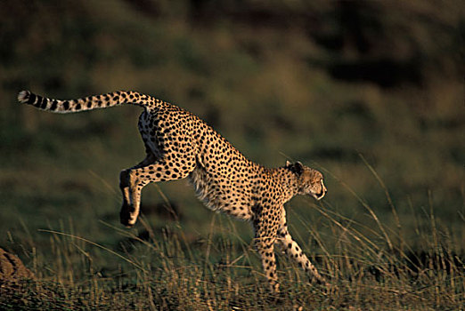 肯尼亚,马塞马拉野生动物保护区,成年,女性,印度豹,猎豹,跑,热带草原