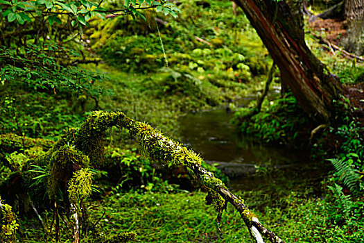 南伊沟原始森林风景