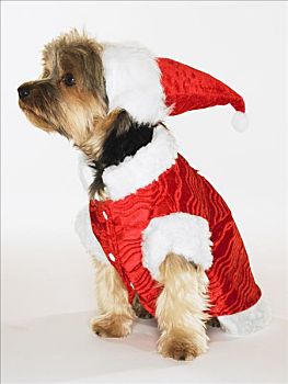肖像,约克郡犬,穿,圣诞帽,外套
