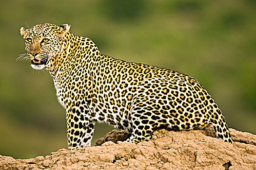 肯尼亚,马塞马拉野生动物保护区,非洲豹,豹