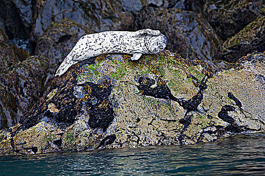斑海豹,奇奈峡湾国家公园,阿拉斯加,美国