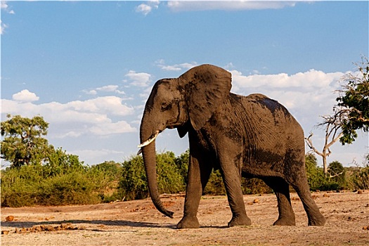 非洲象,乔贝国家公园